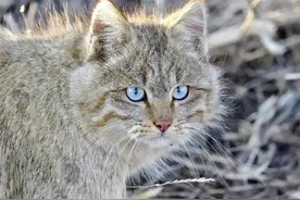 青海一鸡圈闯入罕见荒漠猫，咬死100+只鸡，为霸占洞穴杀死旱獭图片