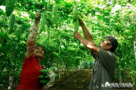 老板直接到地头收购，柳城农民瞄准这个产业……图片