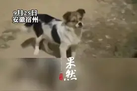 男子投喂一只狗狗，引来祖孙三代六只流浪狗，当事人：已经连续喂5天，很喜欢小动物图片