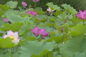微游河北（251)｜石家庄植物园荷花渐次开 夏韵随风来图片