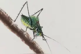 春节买蝈蝈，生活中并没有那么多坑图片