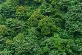 （视频）@太原人，森林防火“十不要”，这些知识点要掌握！图片