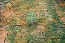 鸡粪给农民造成损失，为什么农民还一直在用，鸡粪到底有何危害？图片