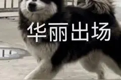 魔力宝贝合成版：原来职业还有这么大的学问图片