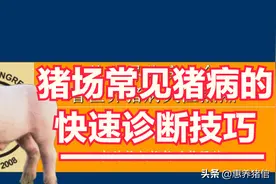 常见的4类（20余种）猪病的快速鉴别技巧图片