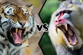 山魈vs老虎，当猴科老大遇到猫科二弟，谁会笑到最后呢？图片