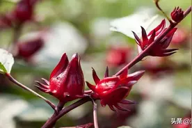 路边长出奇怪果子，20年前热门的洛神花茶饮，现在好多人都不认识图片