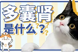 熙熙科普｜让无数养猫人困扰的【多囊肾】到底是什么？图片