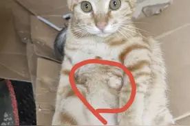 询问下各位铲屎官！我家橘猫的肚子上，为什么一直湿乎乎的？图片