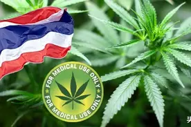 泰国的大麻成熟，农民惨了！卖不出去损失惨重，原因何在？图片