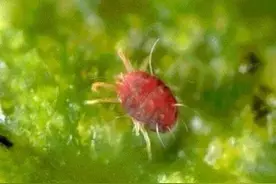 刺吸性害虫——叶螨（红蜘蛛、黄蜘蛛、白蜘蛛）图片