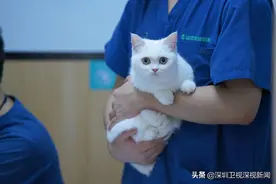 吸猫撸狗，如何成为深圳经济新发力点？| 天南经济观察图片