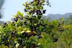 山里一种酷似蓝莓的野果，人们称之为“乌饭果”，您认识吗图片