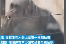 猩猩坐墙边抽烟吐烟圈？动物园回应图片