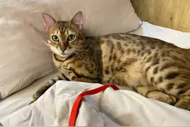 如果你养了“孟加拉豹猫”，那你真是有福了！图片