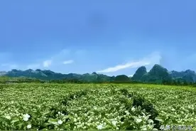 如何挑选茉莉花茶？这些要点一定要知道图片