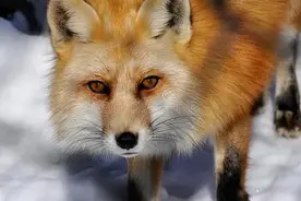 我曾经是猎人——（十四）狐狸的传说（上）图片