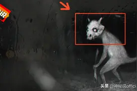 黑龙江森林活捉“野人”，护林员发现野人后代，四脚着地满身红毛图片
