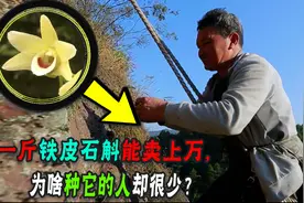曾卖千元一斤，现在沦落当盆栽，铁皮石斛为什么没人种没人买了？图片