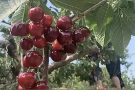 车厘子中国能种吗？中国没有车厘子，只有大樱桃，可以种植图片