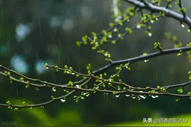 散文欣赏：陈宝璐作品｜聆听三月雨 醉等芳菲时图片