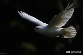 童年趣事：抓野鸽图片