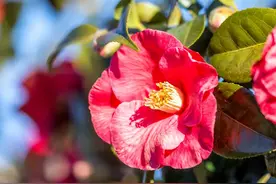 攻略 | 手把手教你“治服”茶花常见病害图片