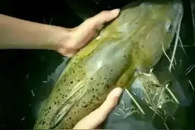 钓鱼钓到腿打颤的鱼，南方水域的“牢底坐穿”鱼，国二级芝麻剑图片