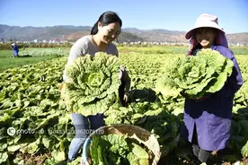 冬贮白菜，带根倒立储存的方式，与传统贮藏习惯有何不同？图片