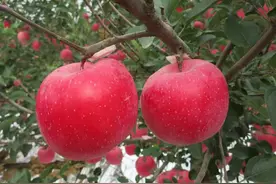 苹果苗品种选择图片