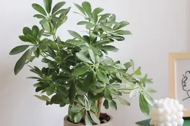 鸭掌木夏季养护有讲究，做好这几点，长势旺盛，叶片油绿不发黄图片