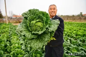 大白菜不包心？老农教你在家自制包心剂，白菜包心好、产量高图片