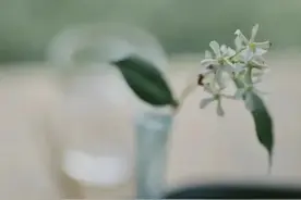 散文：唯美时光，六月清欢图片