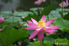 农历七月古诗五首赏读，七月流火，七夕相会，莲灯流转人间天上图片