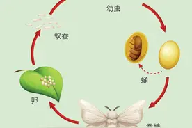 蚕为什么辣么挑食，只吃桑叶？桑葚不香吗？图片