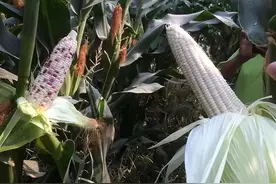 玉米为啥“自私”？破解世纪之谜图片