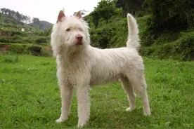 好猎犬何须外国找，在贵州有种“白龙犬”，一条就能干翻一头野猪图片