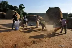 11个知青分到3千多斤小麦，影响到村民口粮标准？回想当年心愧疚图片