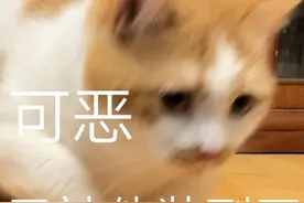 沙雕表情包“小猫咪能有什么坏心思呢”图片