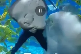 湖北襄阳一海洋馆内，魔鬼鱼被潜水员逮着转圈圈，魔鬼鱼内心os：我是魔鬼鱼你是真魔鬼图片