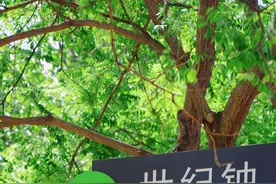 天津「世纪钟」，重修完成图片