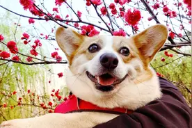 柯基犬的饲养并不简单，这些“痛苦”，让许多人望而却步图片