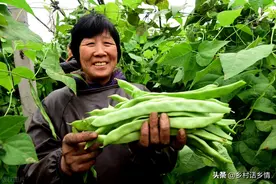 种植豆角和西红柿，浇水有四浇、四不浇，不然越浇越减产图片