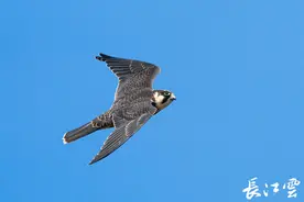 破两项纪录！2022年380种鸟儿翱翔武汉天空图片