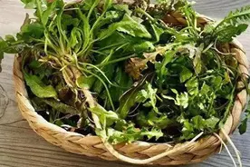 吃死人的毒鼠强有多强？挖回来的野菜怎么处理图片