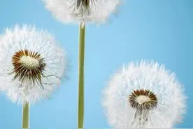 滴答河传奇（八十五）图片