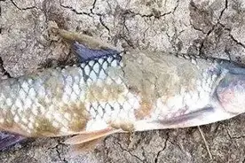 在养殖过程中如何防治水霉病？图片