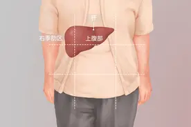 肝在身体什么位置图片