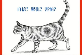 猫咪8种常见身体语言，一看就懂图片