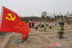 卧龙镇：忙趁春风植新绿图片